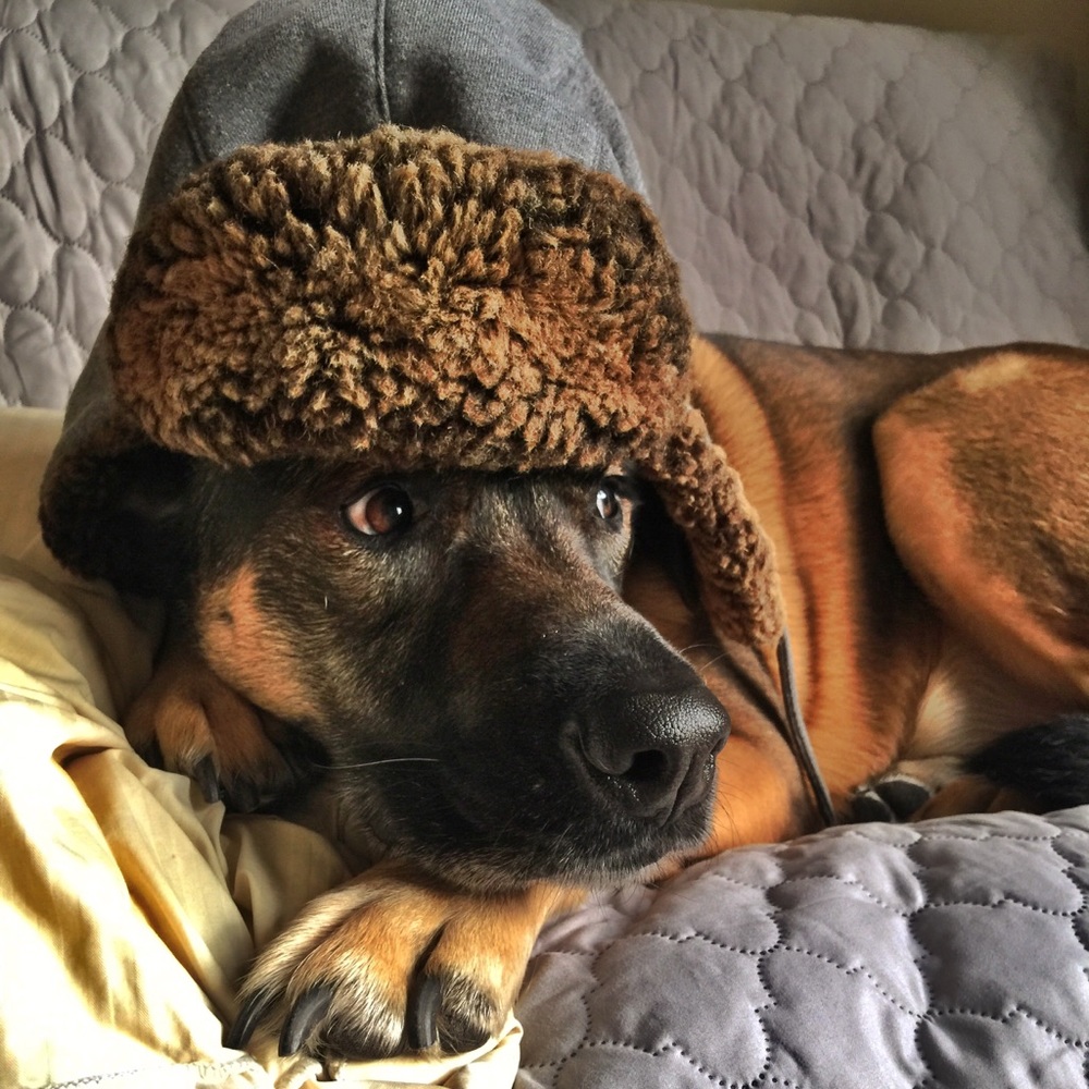 Meet your Posher, Brandon